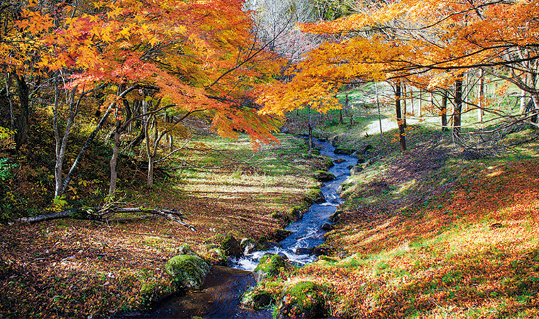 Jinbou civil forest